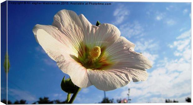  A nice flower in the sky, Canvas Print by Ali asghar Mazinanian