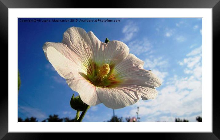  A nice flower in the sky, Framed Mounted Print by Ali asghar Mazinanian