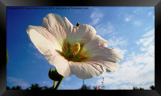  A nice flower in the sky, Framed Print by Ali asghar Mazinanian