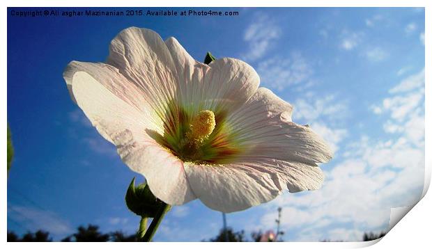  A nice flower in the sky, Print by Ali asghar Mazinanian