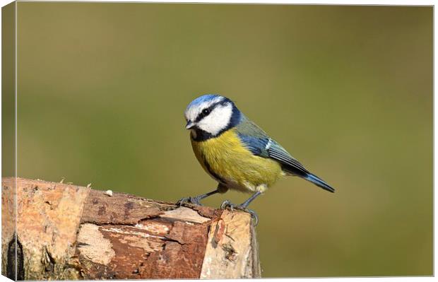  Blue Tit in the Woods Canvas Print by David Brotherton