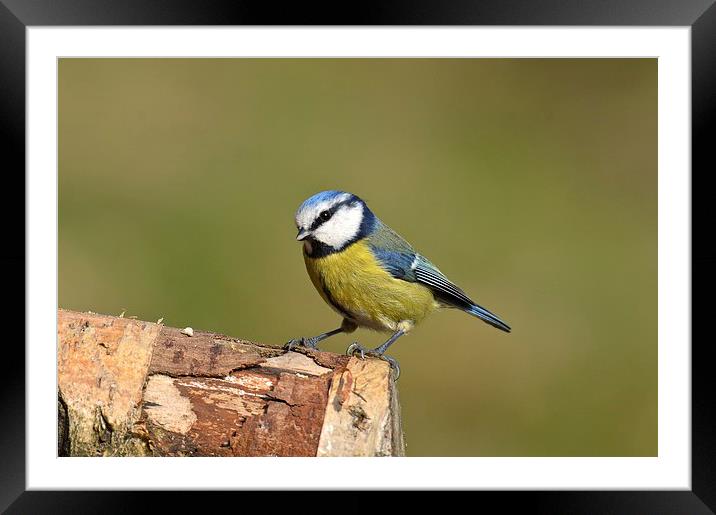  Blue Tit in the Woods Framed Mounted Print by David Brotherton