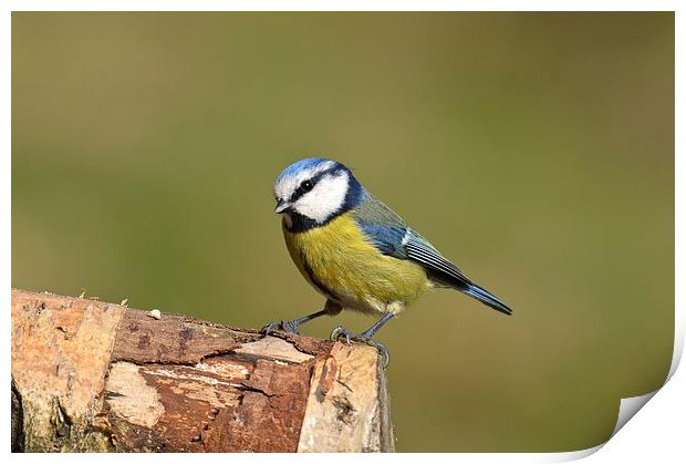  Blue Tit in the Woods Print by David Brotherton