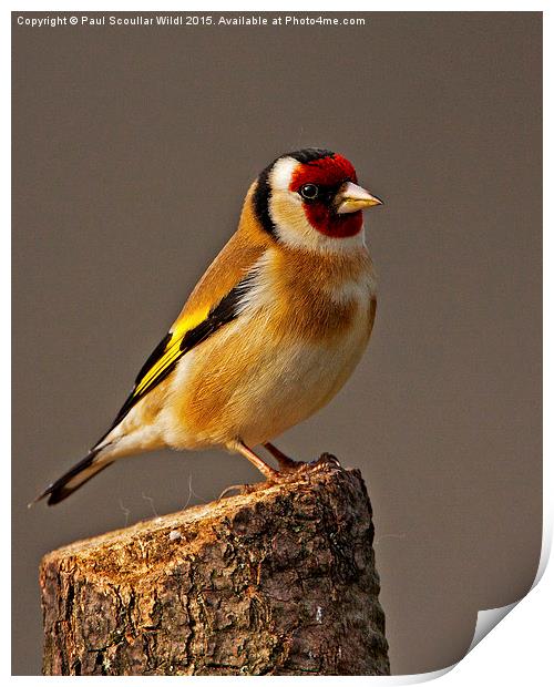  Goldfinch Print by Paul Scoullar