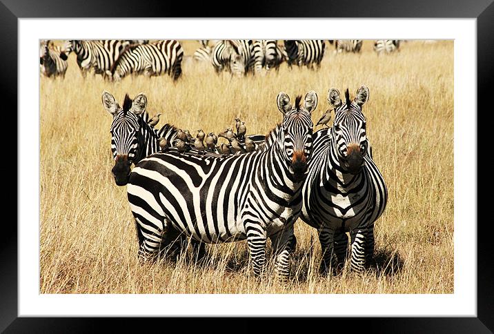 Three Zebras Framed Mounted Print by Adam Levy