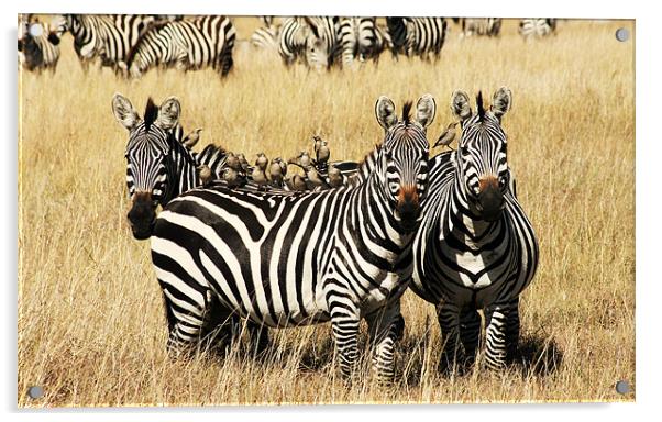Three Zebras Acrylic by Adam Levy