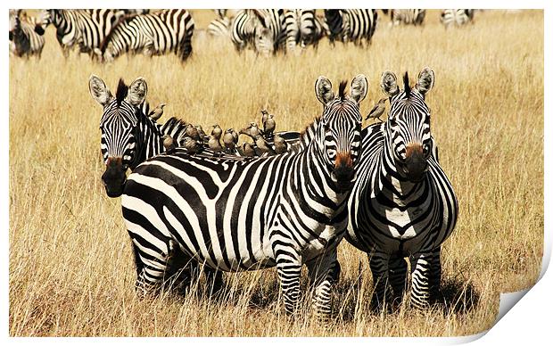 Three Zebras Print by Adam Levy