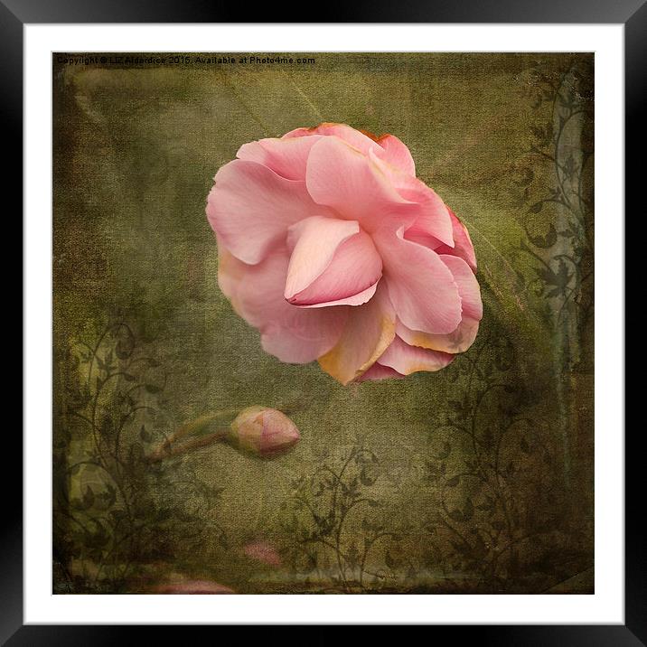 Camellia Bloom  Framed Mounted Print by LIZ Alderdice
