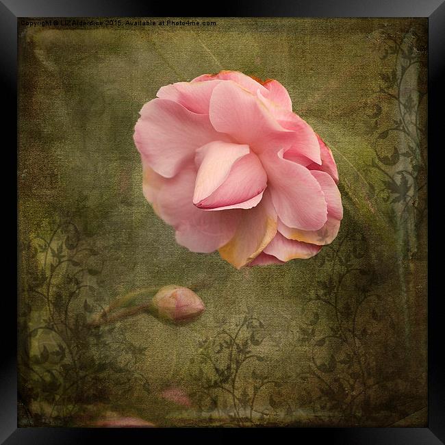 Camellia Bloom  Framed Print by LIZ Alderdice