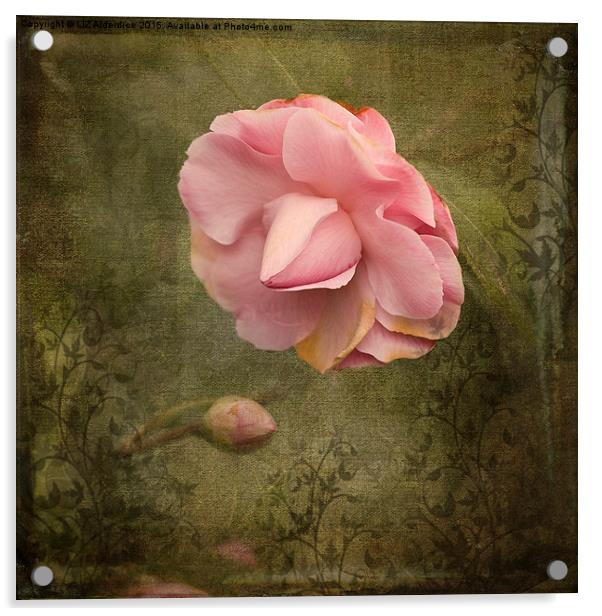 Camellia Bloom  Acrylic by LIZ Alderdice