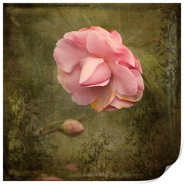 Camellia Bloom  Print by LIZ Alderdice