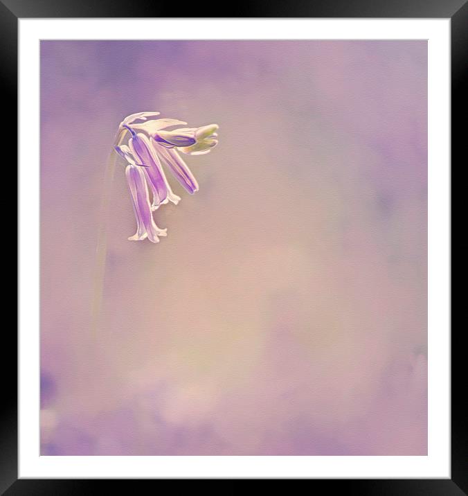 Beautiful Bluebell canvas Framed Mounted Print by Dawn Cox