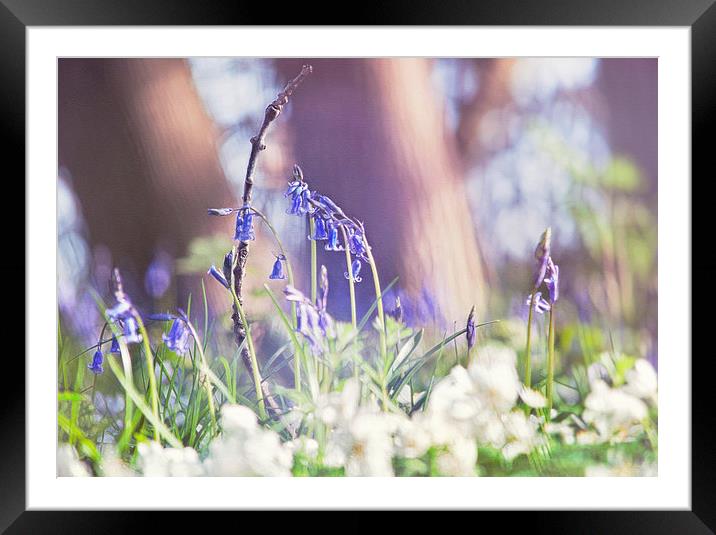 Bluebell Woodland  Framed Mounted Print by Dawn Cox