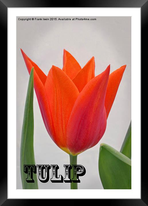  A colourful Spring Tulip Framed Mounted Print by Frank Irwin