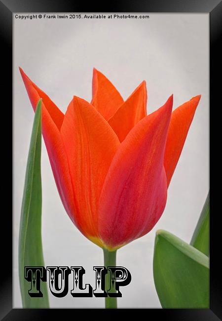  A colourful Spring Tulip Framed Print by Frank Irwin