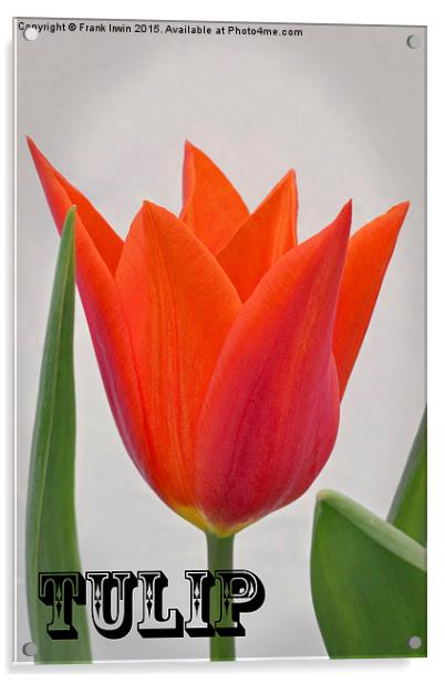  A colourful Spring Tulip Acrylic by Frank Irwin