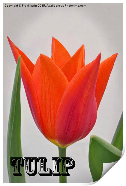  A colourful Spring Tulip Print by Frank Irwin