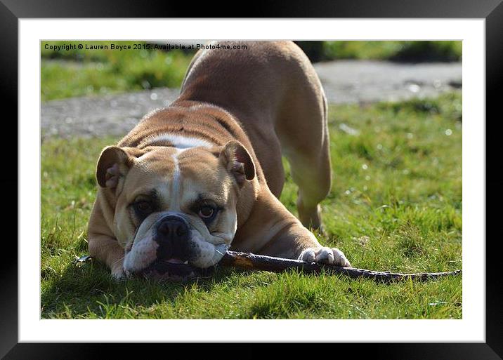 English Bulldog with a stick Framed Mounted Print by Lauren Boyce