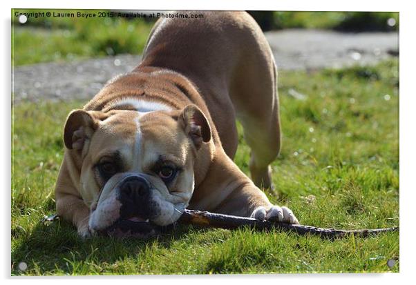 English Bulldog with a stick Acrylic by Lauren Boyce
