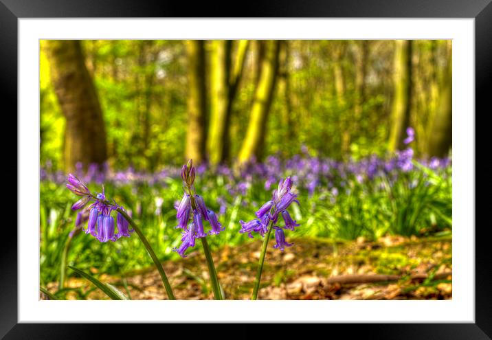 Chalet Bluebell Woods Framed Mounted Print by David French