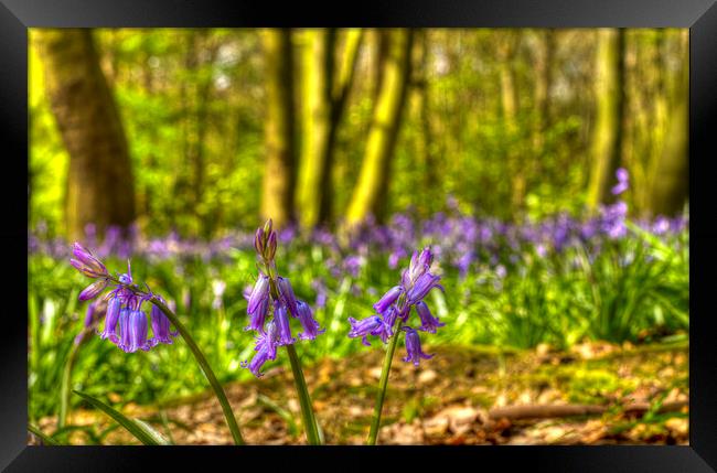 Chalet Bluebell Woods Framed Print by David French