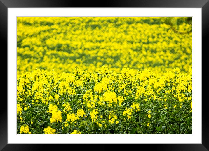  Mellow Yellow Framed Mounted Print by richard downes