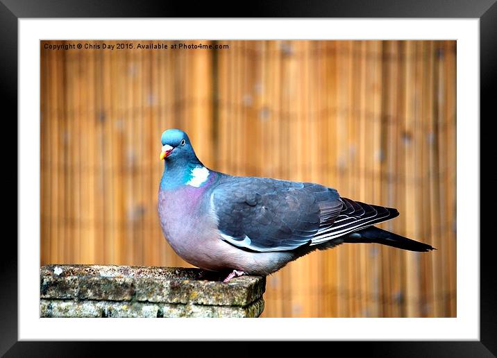 Woodpigeon Framed Mounted Print by Chris Day