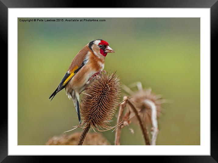  Goldfinch (Carduelis carduelis) Framed Mounted Print by Pete Lawless