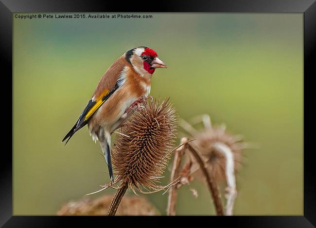 Goldfinch (Carduelis carduelis) Framed Print by Pete Lawless