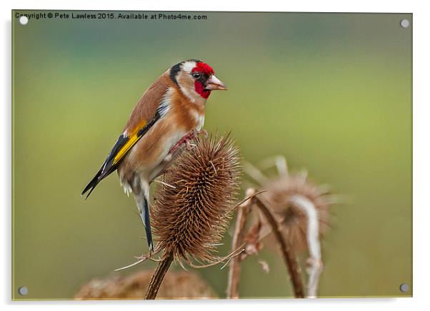  Goldfinch (Carduelis carduelis) Acrylic by Pete Lawless