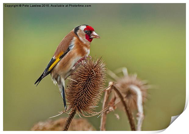  Goldfinch (Carduelis carduelis) Print by Pete Lawless