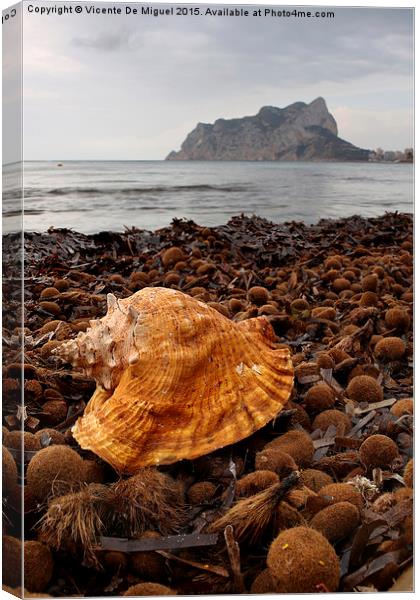  Shell on the beach Canvas Print by Vicente De Miguel