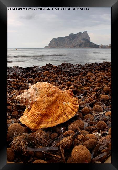 Shell on the beach Framed Print by Vicente De Miguel