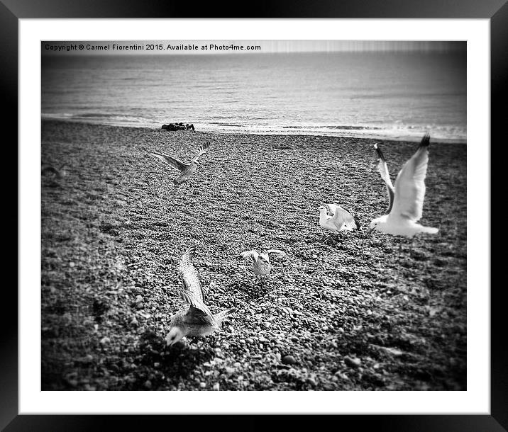  Seagulls Framed Mounted Print by Carmel Fiorentini
