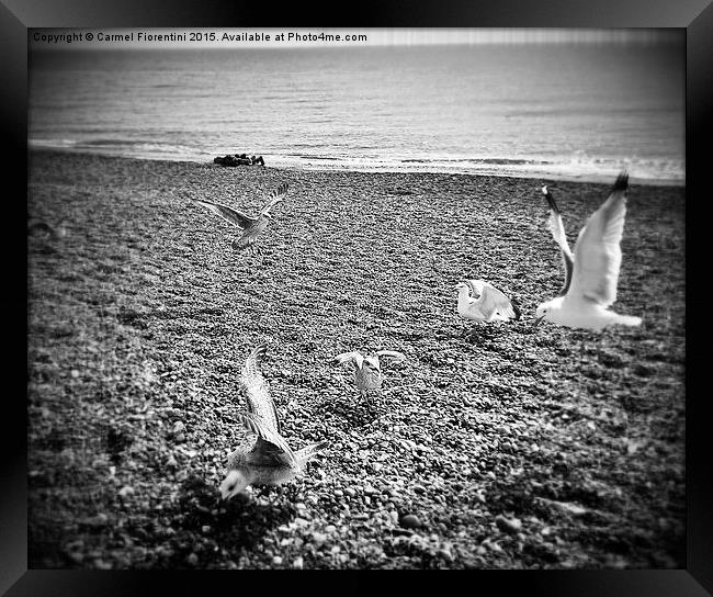  Seagulls Framed Print by Carmel Fiorentini