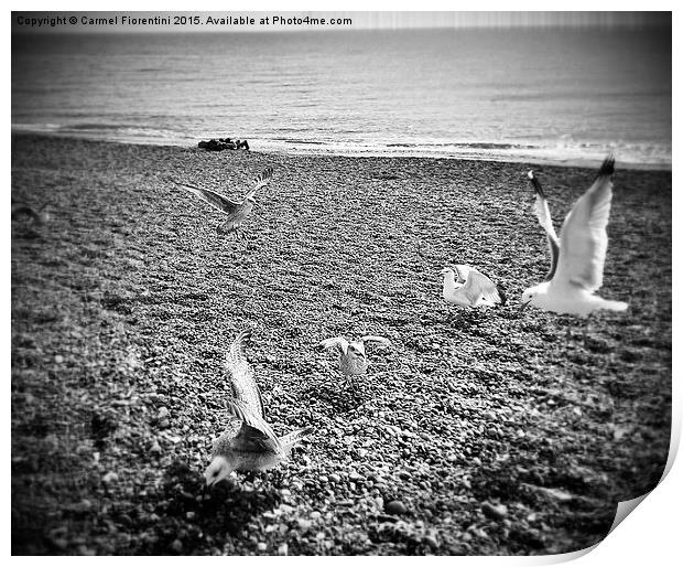  Seagulls Print by Carmel Fiorentini