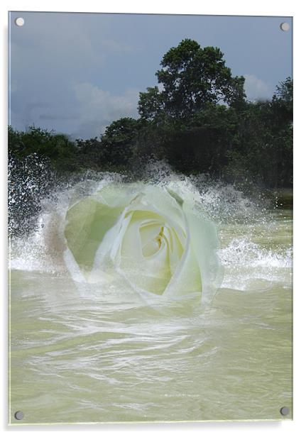 Arose A Rose Acrylic by Michael Carn