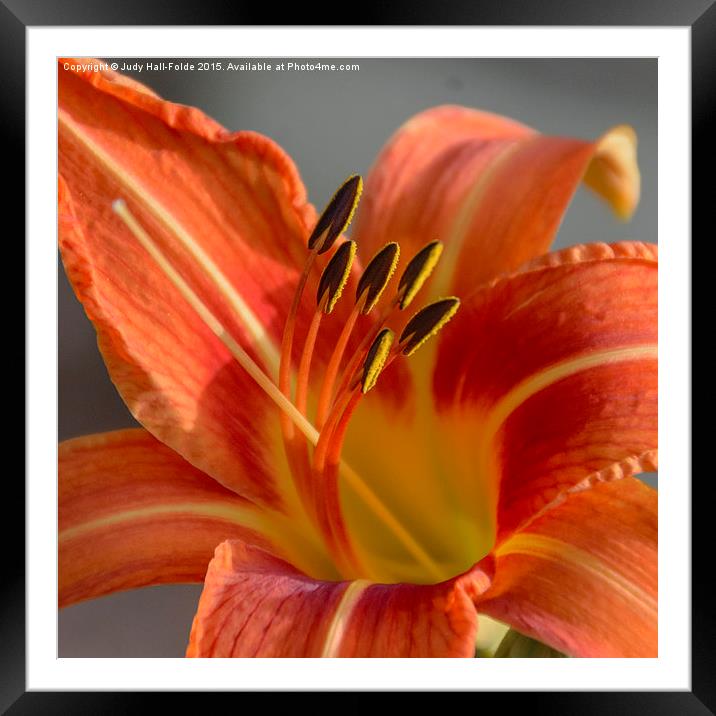  Tiger Lily Framed Mounted Print by Judy Hall-Folde