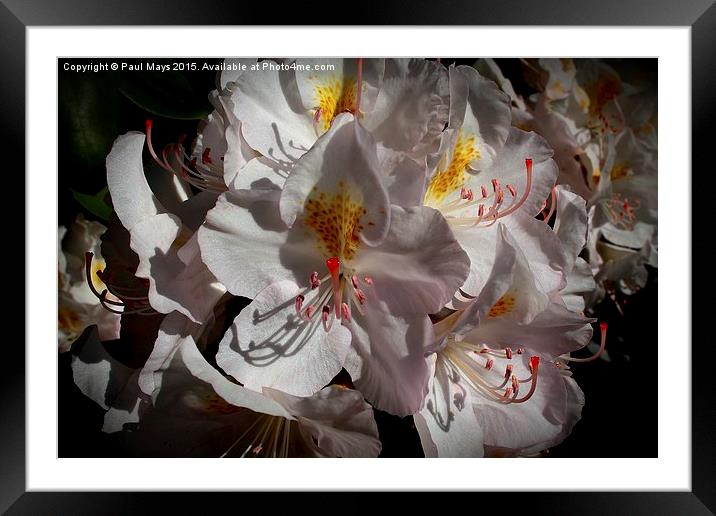  Spring Blooms  Framed Mounted Print by Paul Mays