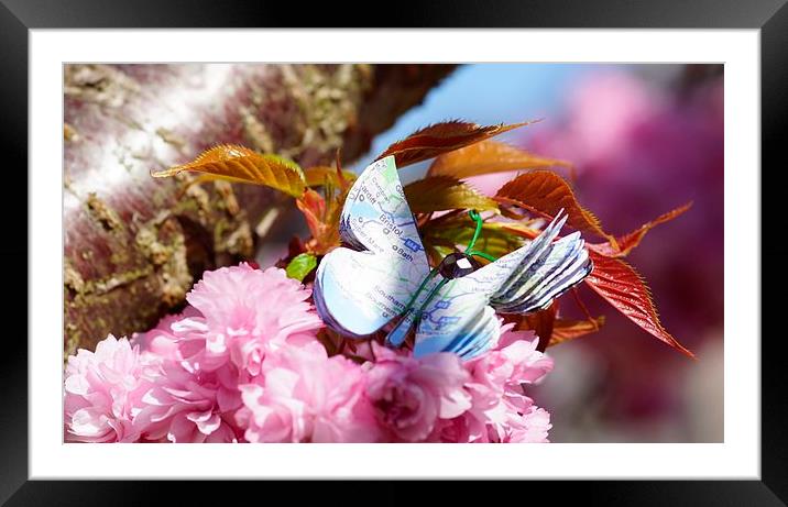  The rare Map Butterfly by JCstudios 2015 Framed Mounted Print by JC studios LRPS ARPS