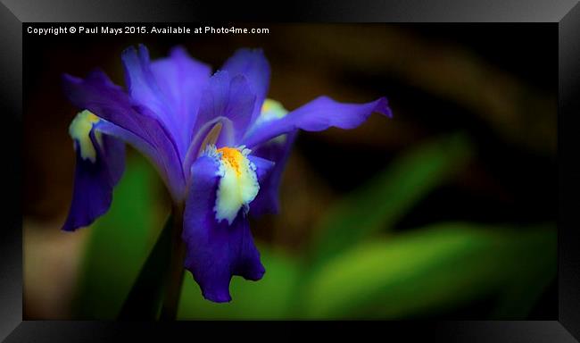  Wild Dwarf Iris  Framed Print by Paul Mays
