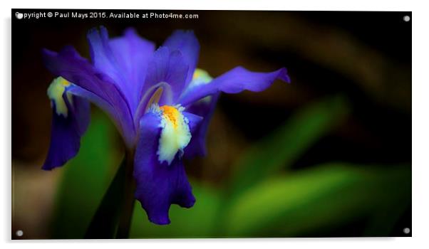  Wild Dwarf Iris  Acrylic by Paul Mays