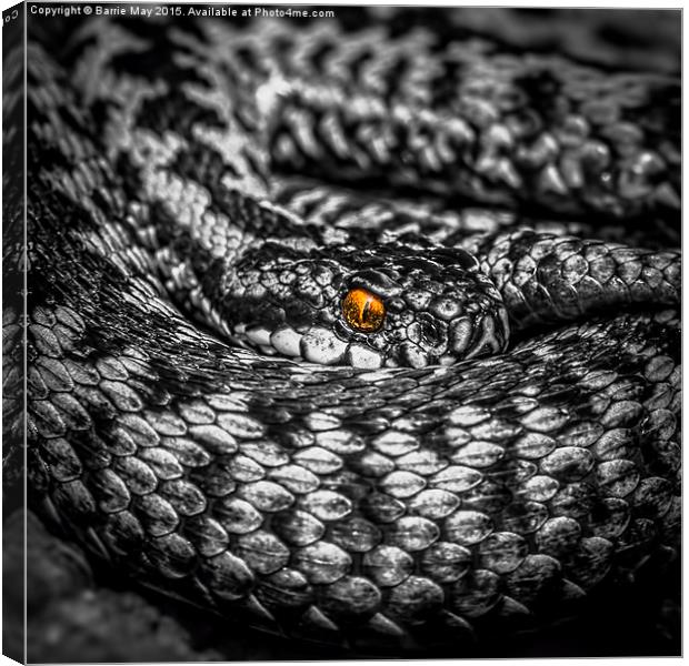 The Adders Jewel Canvas Print by Barrie May