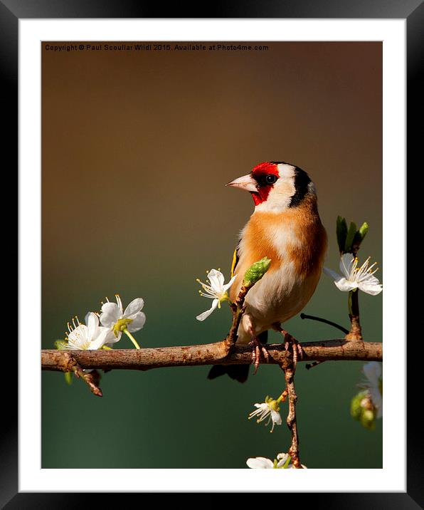  Goldfinch on flowering Blackthorn. Framed Mounted Print by Paul Scoullar