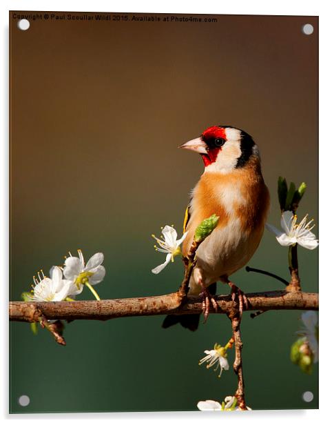  Goldfinch on flowering Blackthorn. Acrylic by Paul Scoullar