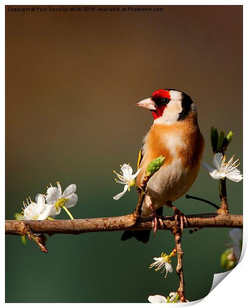  Goldfinch on flowering Blackthorn. Print by Paul Scoullar