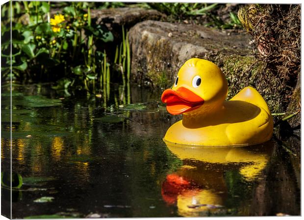 Ay up me duck Canvas Print by Chris Watson