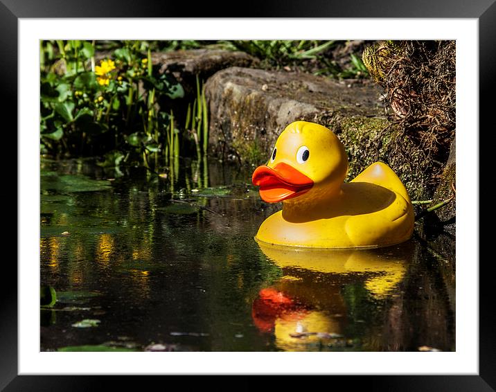 Ay up me duck Framed Mounted Print by Chris Watson