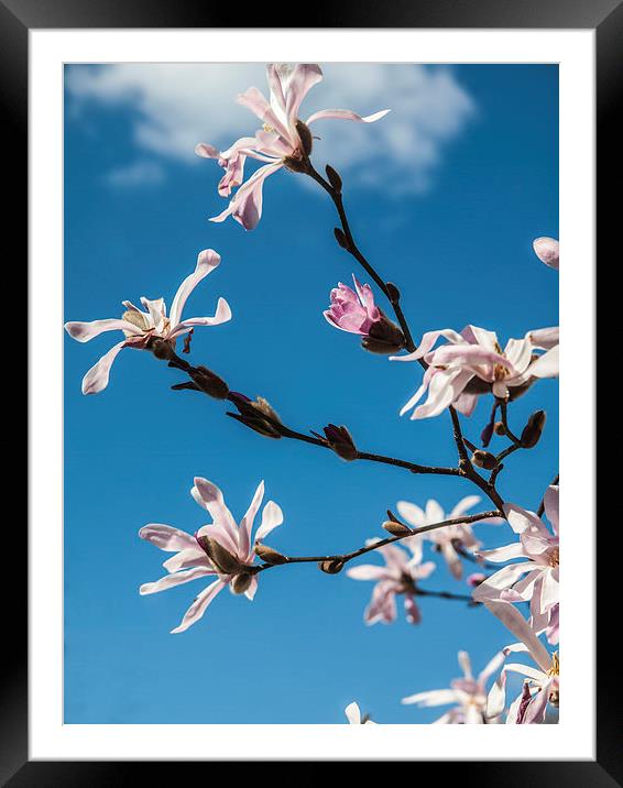 Pink blossom against a blue sky Framed Mounted Print by Chris Watson