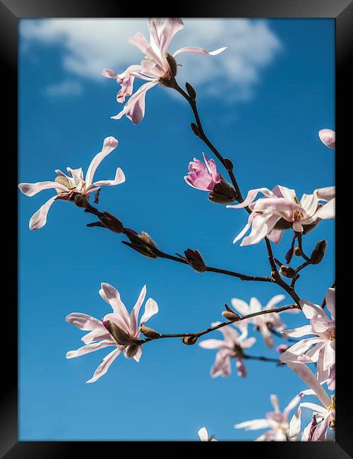 Pink blossom against a blue sky Framed Print by Chris Watson